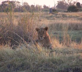 11-Daagse Safari Tour in Botswana - Photo 2