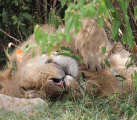810 Tage Beste Kenia-Lodge-Safari | Big Five Wildtiere in Amboseli, Aberdare, Lake Nakuru, Lake Naiva, Kenia - Photo 1