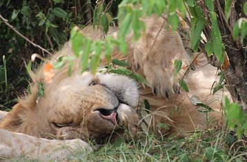 10 días de safari en lodge por lo mejor de Kenia | fauna salvaje de los Cinco Grandes en Amboseli, Aberdare, lago Nakuru, lago Naiva