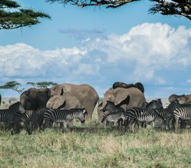 102 jours safari aventure en Tanzanie au parc national de Tarangire et au cratère du Ngorongoro - Photo 1