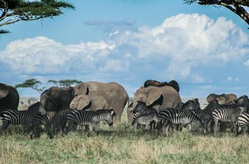 2 jours safari aventure en Tanzanie au parc national de Tarangire et au cratère du Ngorongoro