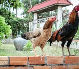 30 Day Soul Awakening Yoga & Meditation Retreat in Rural Cambodia - Photo 3