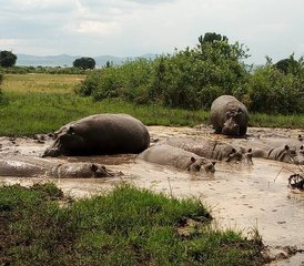 11 Tage Das Beste von Kenia und Tansania Safari: Masai Mara, Nakurusee, Amboseli, Manyarasee, Ngorongoro - Photo 2