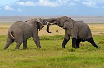 7-Daagse Safari Kampeeravontuur in Masai Mara, Lake Nakuru en Amboseli, Kenia