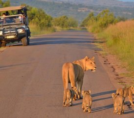 5-Daagse Luxe Safari Om De ‘big Five’ Te Ontdekken in Het Kruger National Park, Zuid-Afrika - Photo 3