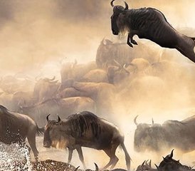 4 jours safari merveilleux au Kenya, dans la réserve de gibier de Masai Mara et le parc national du lac Nakuru. - Photo 2