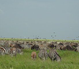 10-Daagse Serengeti Grote Migratie Luxe Safari Ontsnapping in Tanzania - Photo 3