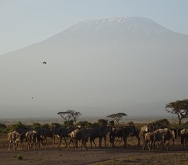 3 días de safari en Kenia en los parques nacionales de Tsavo Este y Amboseli - Photo 5