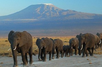 4-Daagse Amboseli National Park Safari Vakantie in Kenia