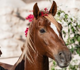 5 jours en stage de yoga, galops à cheval sur la plage et détente à Essaouira, Maroc - Photo 3
