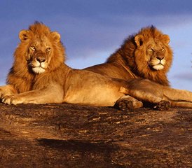 117 jours en safari privé dans les magnifiques parcs nationaux du Kenya : Amboseli, lac Nakuru, Masai Mara - Photo 1