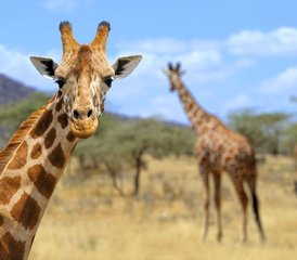 3 jours en stage de safari en camping au parc national d’Amboseli, Kenya - Photo 2