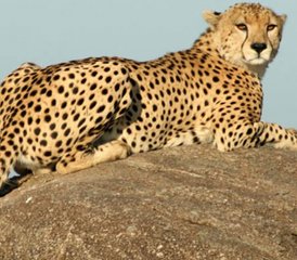 79 Tage Safari mit der Chance, die Große Migration beim Überqueren des Mara-Flusses zu sehen in Tansania - Photo 1