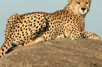 9-Daagse Safari Met Kans Om De Grote Migratie De Mara-rivier Te Zien Oversteken in Tanzania