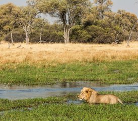 14 Tage Große Safari Camping-Tour in Namibia, Botswana und Simbabwe - Photo 3