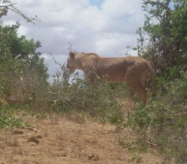 4-Daagse Road Safari in Kenia van Mombasa naar Ngutuni Game Sanctuary, Tsavo West en Taita Salt Lick - Photo 4