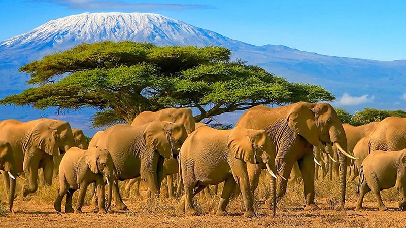 3 Day Maasai Mara National Reserve Budget Joining Safari in Kenya