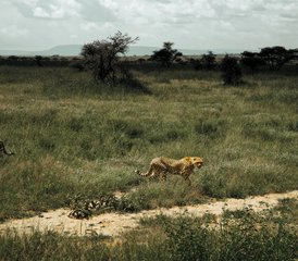 4 jours découverte de la Tanzanie : safari de groupe économique avec aventure en camping, Tanzanie - Photo 4