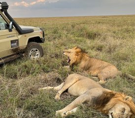 3 jours en stage de safari en groupe au parc national du Serengeti et au cratère du Ngorongoro, Tanzanie - Photo 4