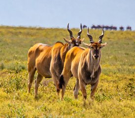 13 jours safari de la migration des gnous en Tanzanie, Tanzanie - Photo 1
