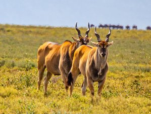 3 Tage Tansania Wildebeest-Migration Safari