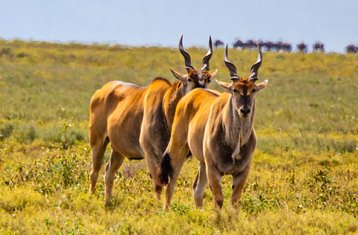 3 días de safari de migración de ñus en Tanzania