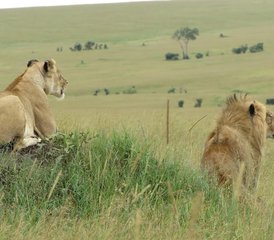 5 Day Best Kenya Safari at Masai Mara Game Reserve and Lake Nakuru and Amboseli National Parks - Photo 5