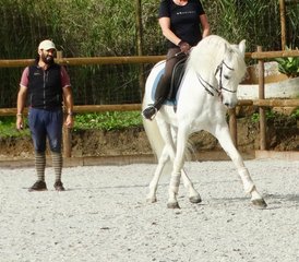76 Days Intensive Dressage Holiday with Lusitano Horses in Alenquer, Centro Region, Portugal - Photo 1