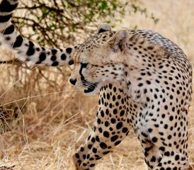 114 Tage private Safari in Tansania: Tarangire, Serengeti & Ngorongoro-Krater - Photo 1
