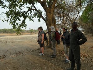 15 Day Walking Safari in Luangwa National Parks, Bangweulu Swamps, and More in Zambia