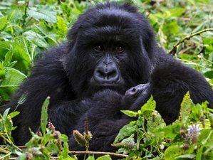 6 Day Luxury Uganda Wildlife and Gorilla Safari in Bwindi Forest and Queen Elizabeth National Park