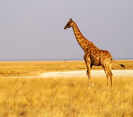 10 Tage Camping Safari im Norden Namibias, Damaraland, Küste und Sossusvlei - Photo 3