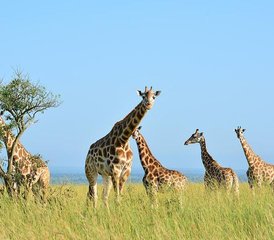 3 Tage Abenteuer Safari im Queen Elizabeth National Park in Uganda - Photo 2