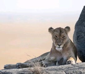 9 días de safari fotográfico de la Gran Migración en Tanzania, Serengeti y el cráter del Ngorongoro - Photo 3