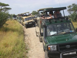 4 Days Masai Mara & Lake Nakuru Big 5 Safari in Kenya