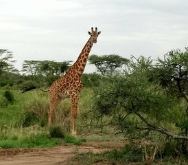 9 Day Night Game Drive, Canoeing, and Walking at Crater Rim Safari in Tanzania - Photo 2