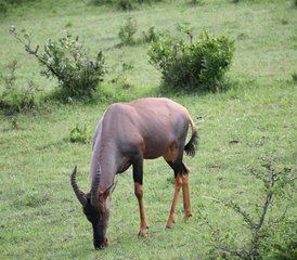 3 Tage Beste Amboseli Private Safari in Kenia - Photo 2