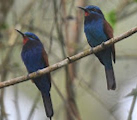 08 Tage Ghana Waldvogel und Naturtour - Photo 1
