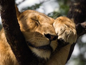 15 Days Honeymoon & Anniversary Safari in Uganda