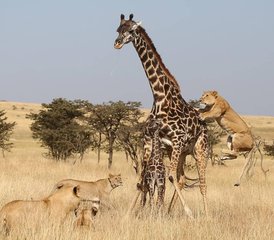 3 jours safari économique au parc national de Mikumi, Tanzanie - Photo 2