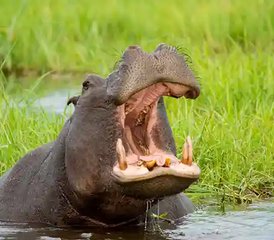 10 días de expedición safari por lo más destacado del norte de Botsuana - Photo 5