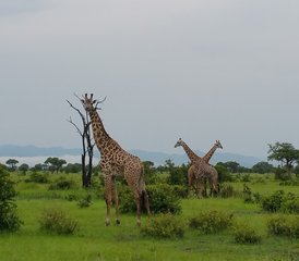 8 jours en stage de safari au parc national de Mikumi, au parc national de Ruaha et au parc national de Nyerere, en Tanzanie - Photo 4