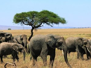 5 Day Tanzania Safari at Tarangire and Serengeti National Parks and Ngorongoro Crater