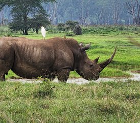 3-Daagse Budgetvriendelijke Kenia Safari Sluit je aan bij een Kleine Groep naar de Maasai Mara - Photo 3