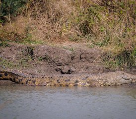 2 jours séjour safari à Mikumi au parc national de Mikumi, Tanzanie - Photo 2