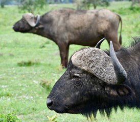 3-Daagse Safari in Kenya: Beste van Tsavo Oost en West Avontuur in de wildernis - Photo 4