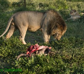 4 días de safari en Tanzania en el lago Manyara, el cráter del Ngorongoro y Tarangire - Photo 4
