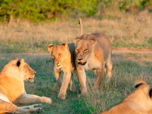4 Day The Sparkling Bushveld - Gourmet Safari in Hoedspruit, South Africa