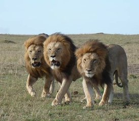 3-Daagse Safari naar Tsavo-Oost en Tsavo-West in Kenia vanaf Mombasa - Photo 2