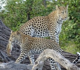 4 Tage Khwai Concession und Moremi Game Reserve Safari in Botswana mit Mokoro-Fahrt - Photo 3